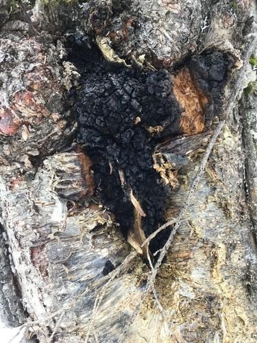 Chaga thumbnail 3