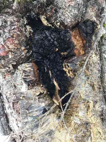 Chaga (Inonotus obliquus) thumbnail 3