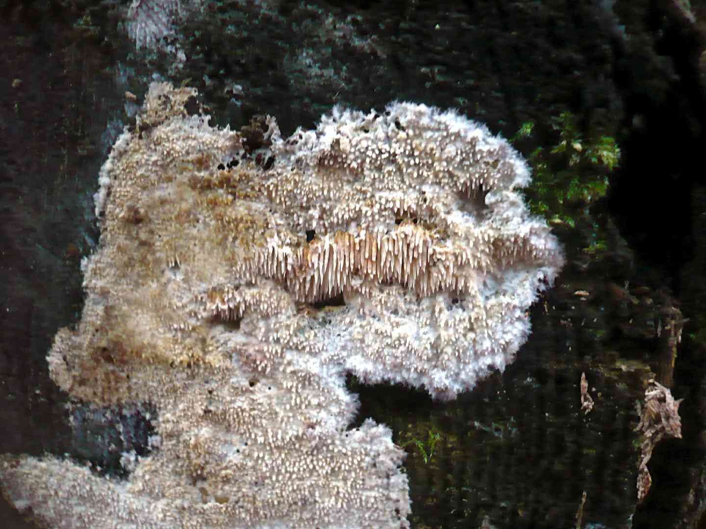Dentipellis fragilis (Dentipellis fragilis) thumbnail 1
