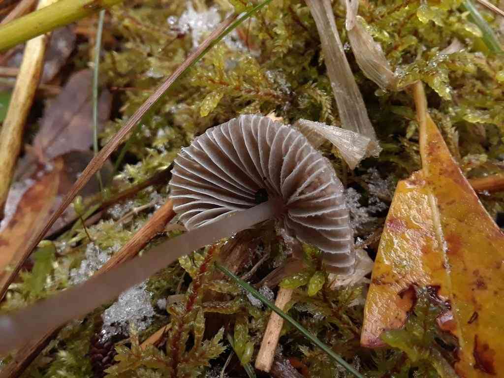 Stump fairy helmet (Mycena alcalina) thumbnail 2
