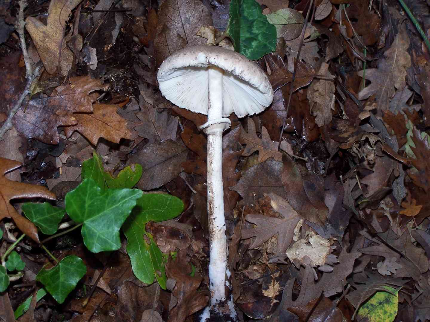 Slender parasol (Macrolepiota mastoidea) thumbnail 2