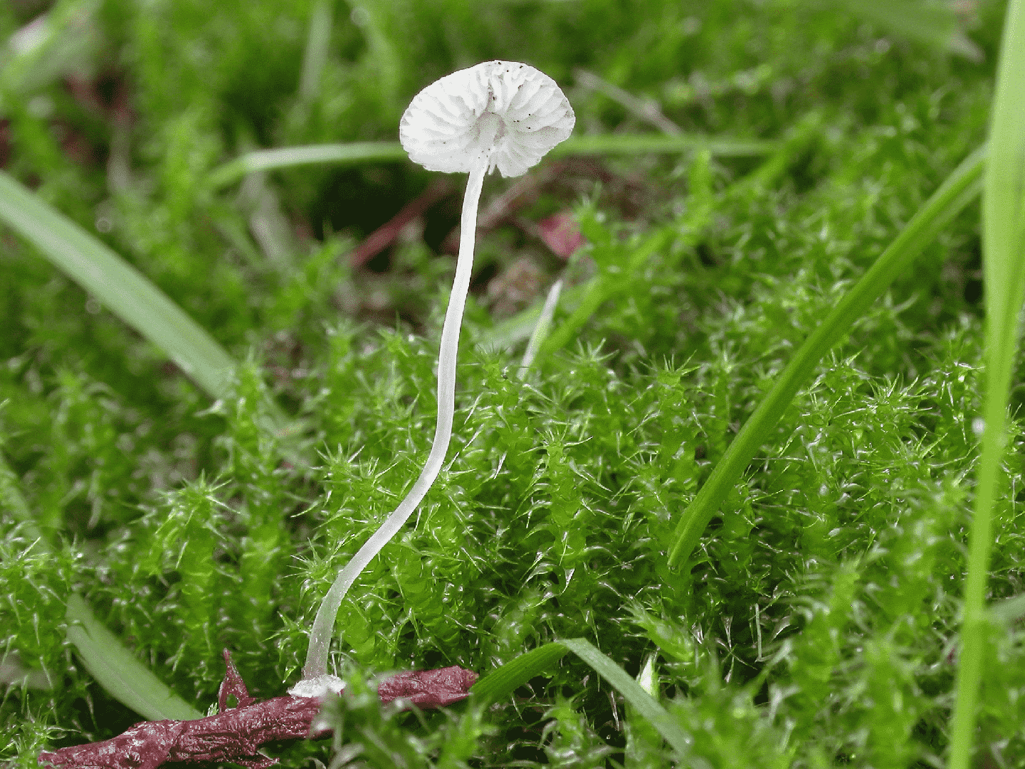 Bulbous bonnet (Mycena stylobates) thumbnail 3