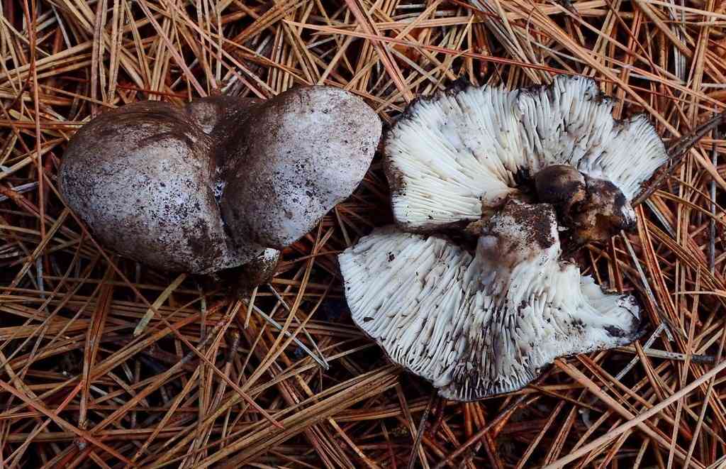 Menthol brittlegill (Russula albonigra) thumbnail 3