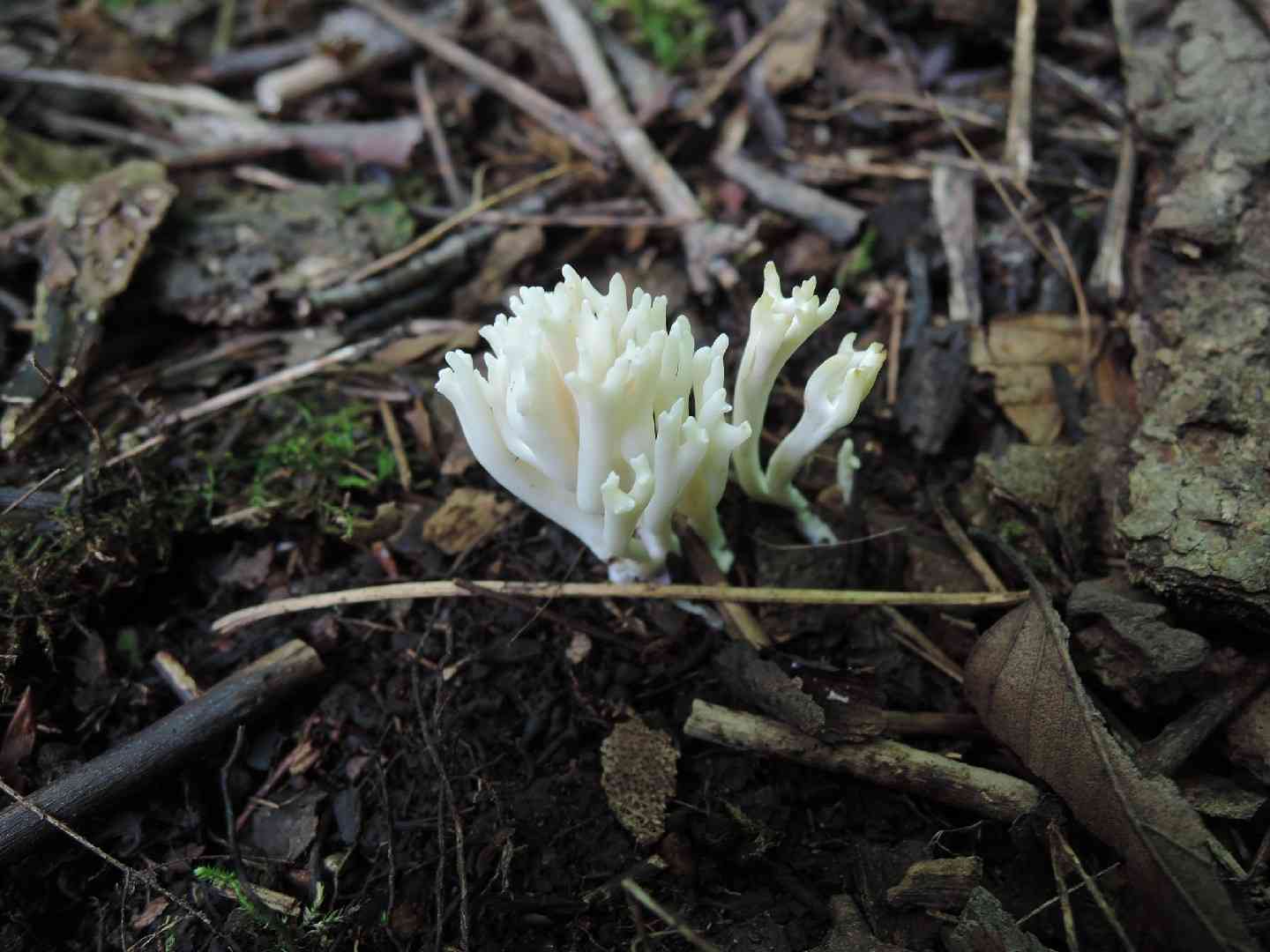 Parading coral (Ramaria suecica) thumbnail 1