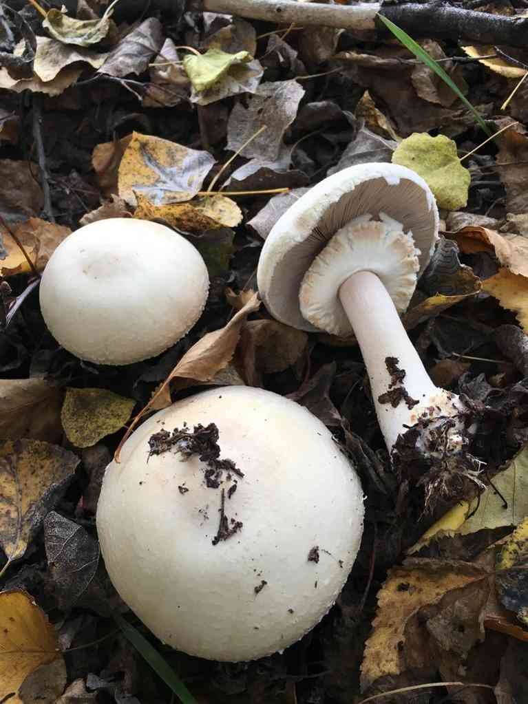 Horse mushroom (Agaricus arvensis) thumbnail 3