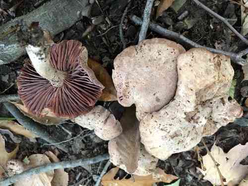 Purple-gilled laccaria (Laccaria ochropurpurea) thumbnail 3