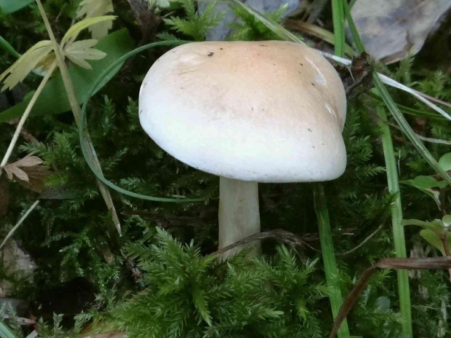 White knight (Tricholoma album) thumbnail 2