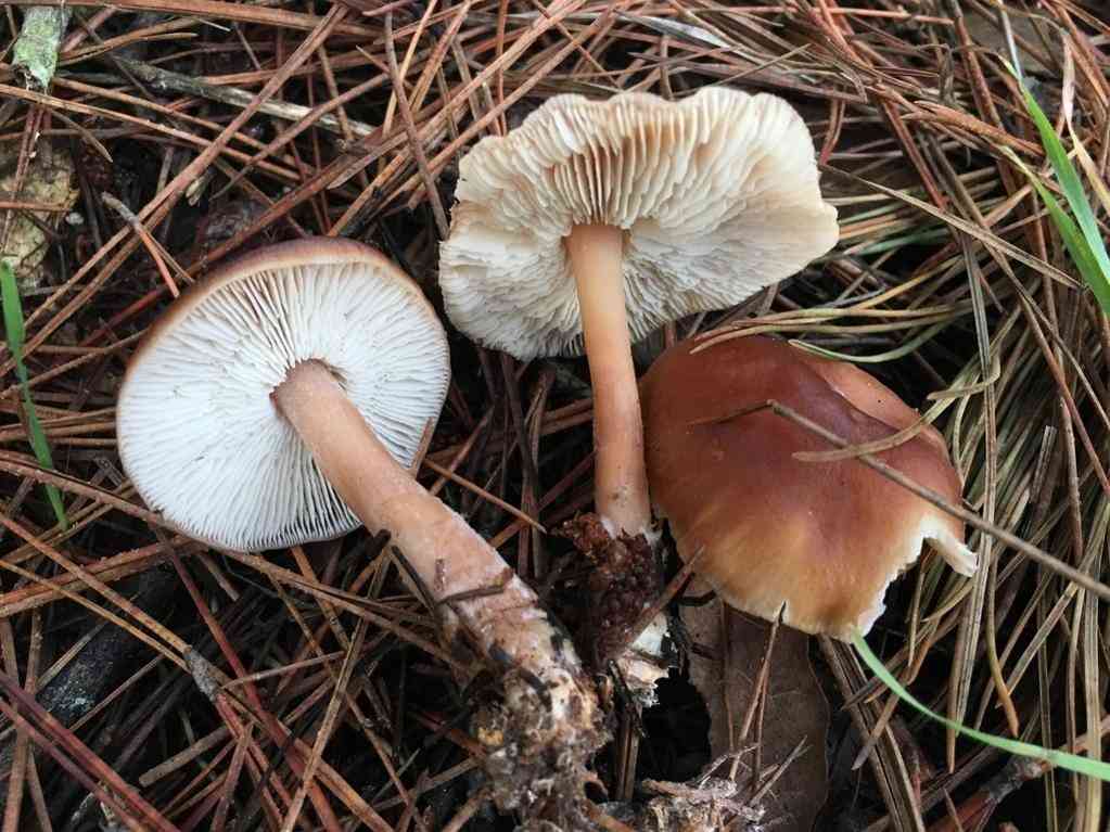 Buttery collybia (Rhodocollybia butyracea) thumbnail 2
