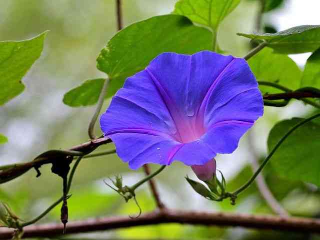 Blue morning glory