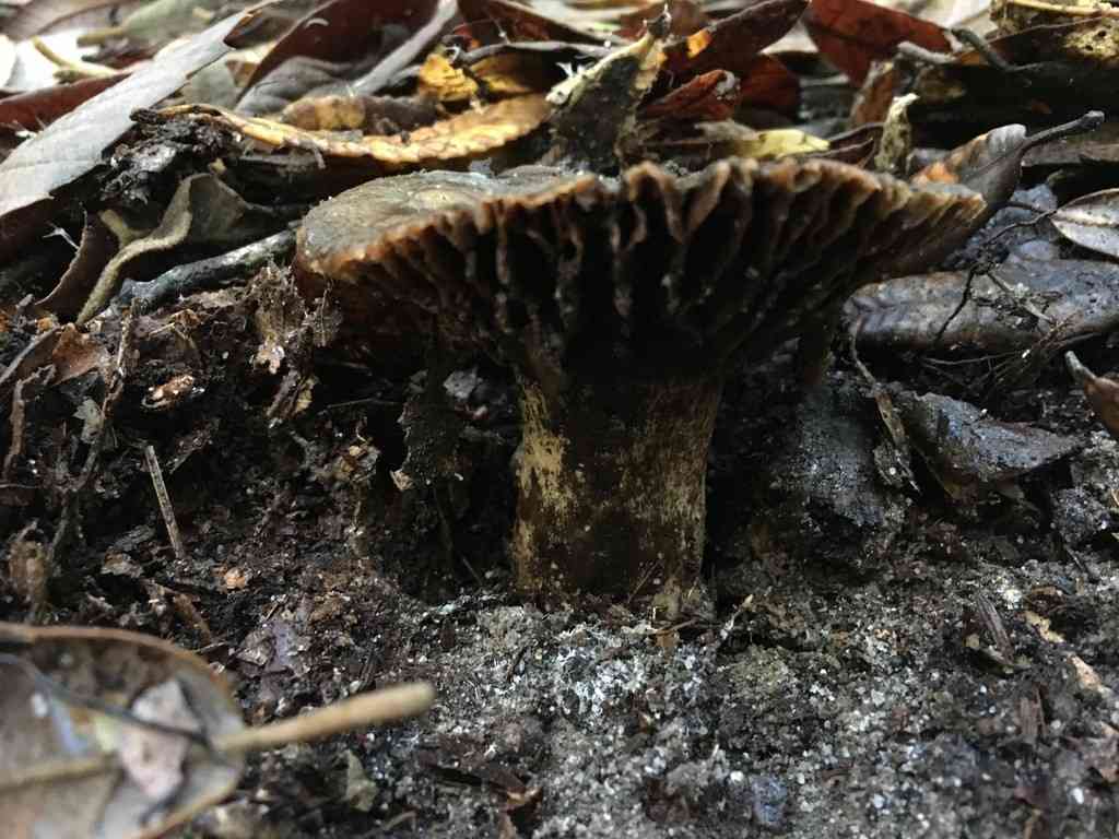 Blackening russula (Russula nigricans) thumbnail 3