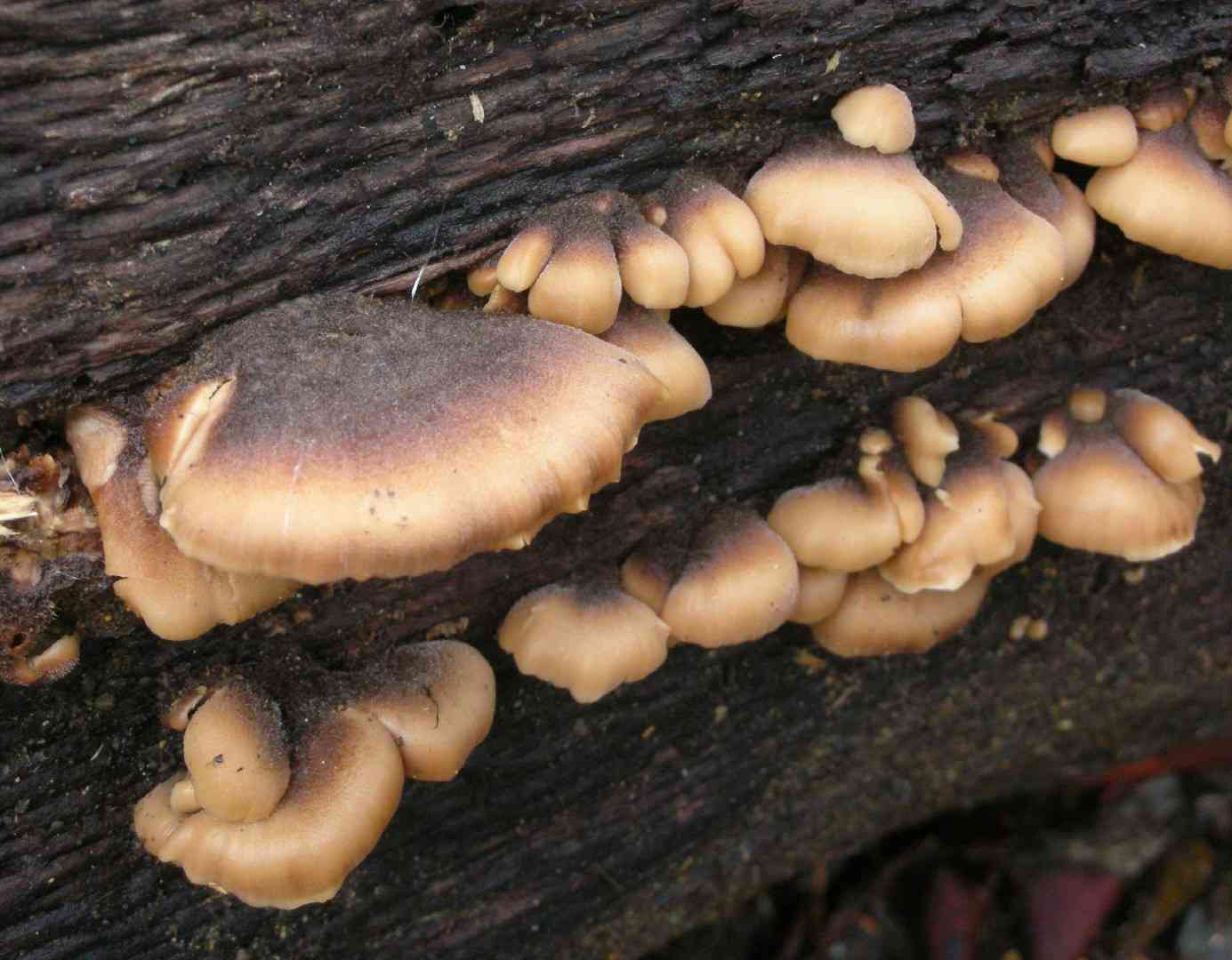 Bear lentinus