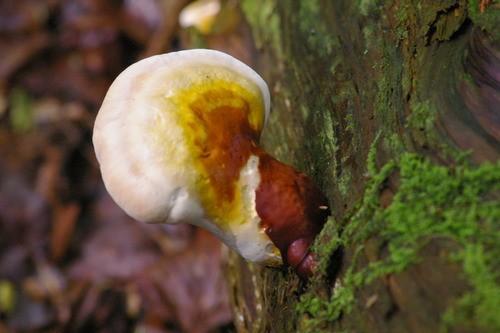 Hemlock varnish shelf thumbnail 2