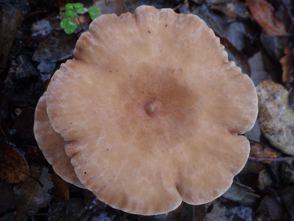 Clitocybe costata thumbnail 2