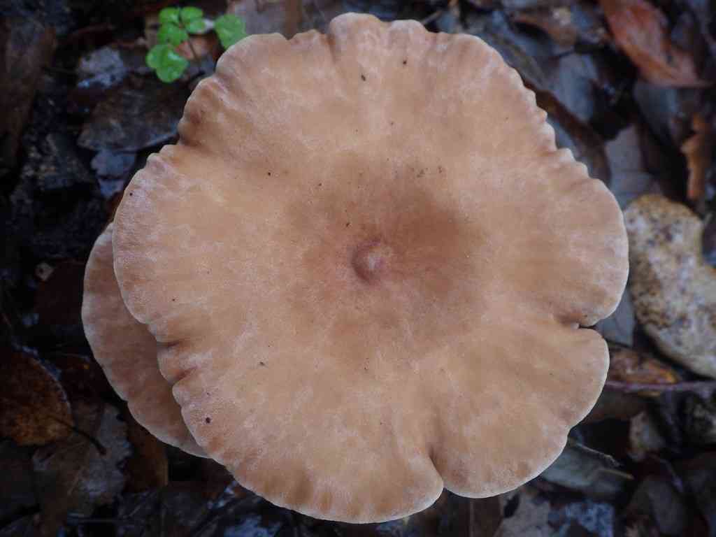 Clitocybe costata (Clitocybe costata) thumbnail 2