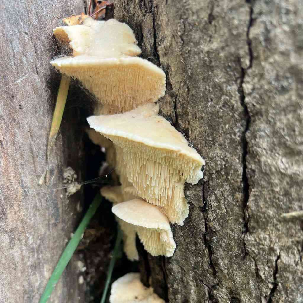 Marshmallow polypore (Sarcodontia pachyodon) thumbnail 1