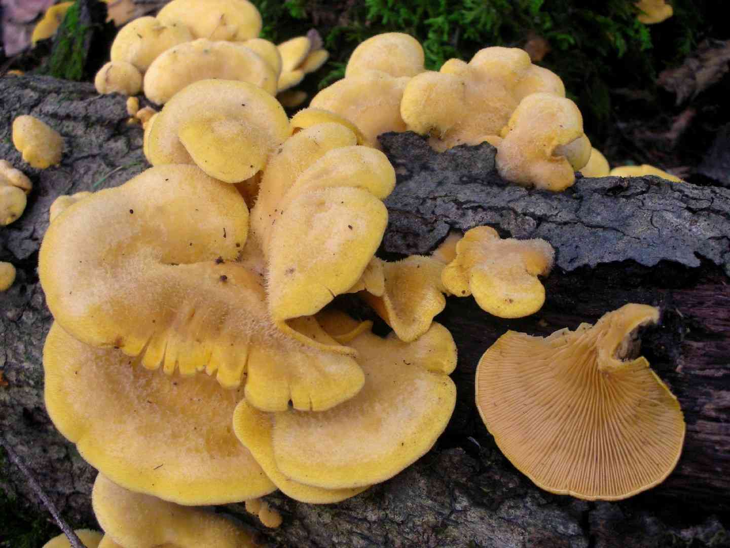 Mock oyster