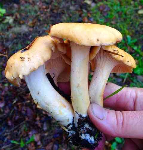 Pacific golden chanterelle (Cantharellus formosus) thumbnail 2