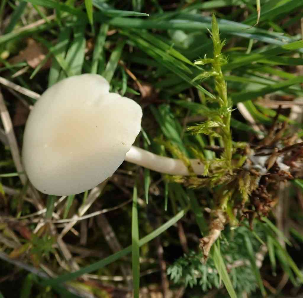 Snowy waxcap (Cuphophyllus virgineus) thumbnail 3