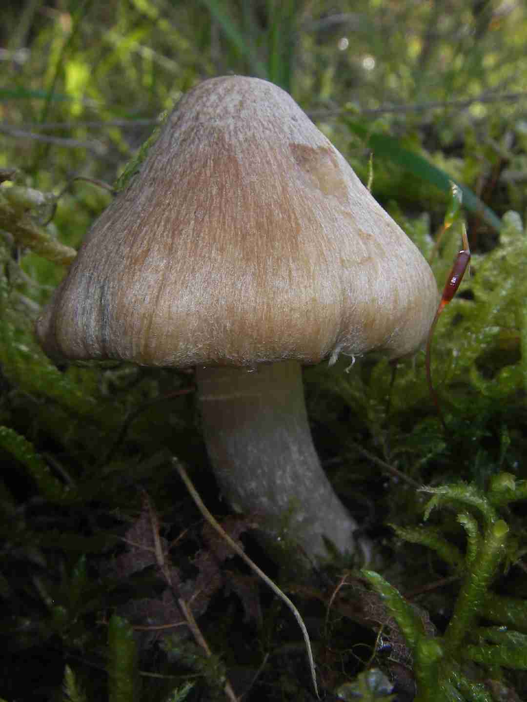 Split fibrecap (Inocybe rimosa)