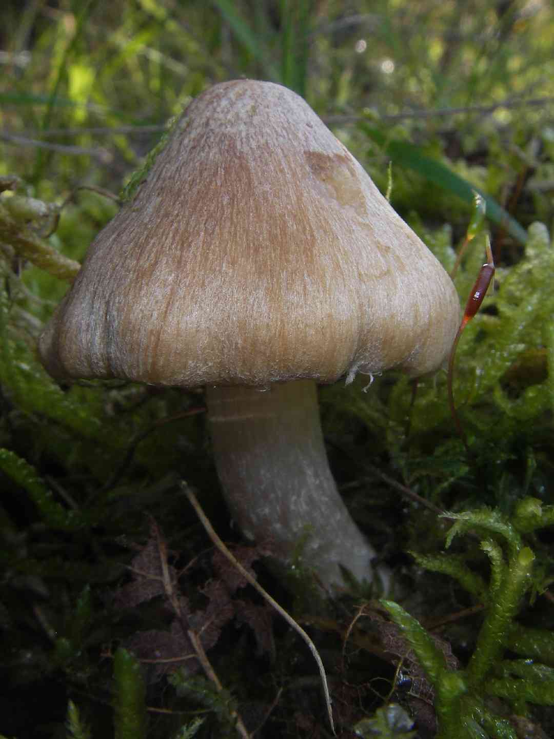 Split fibrecap (Inocybe rimosa) thumbnail 1
