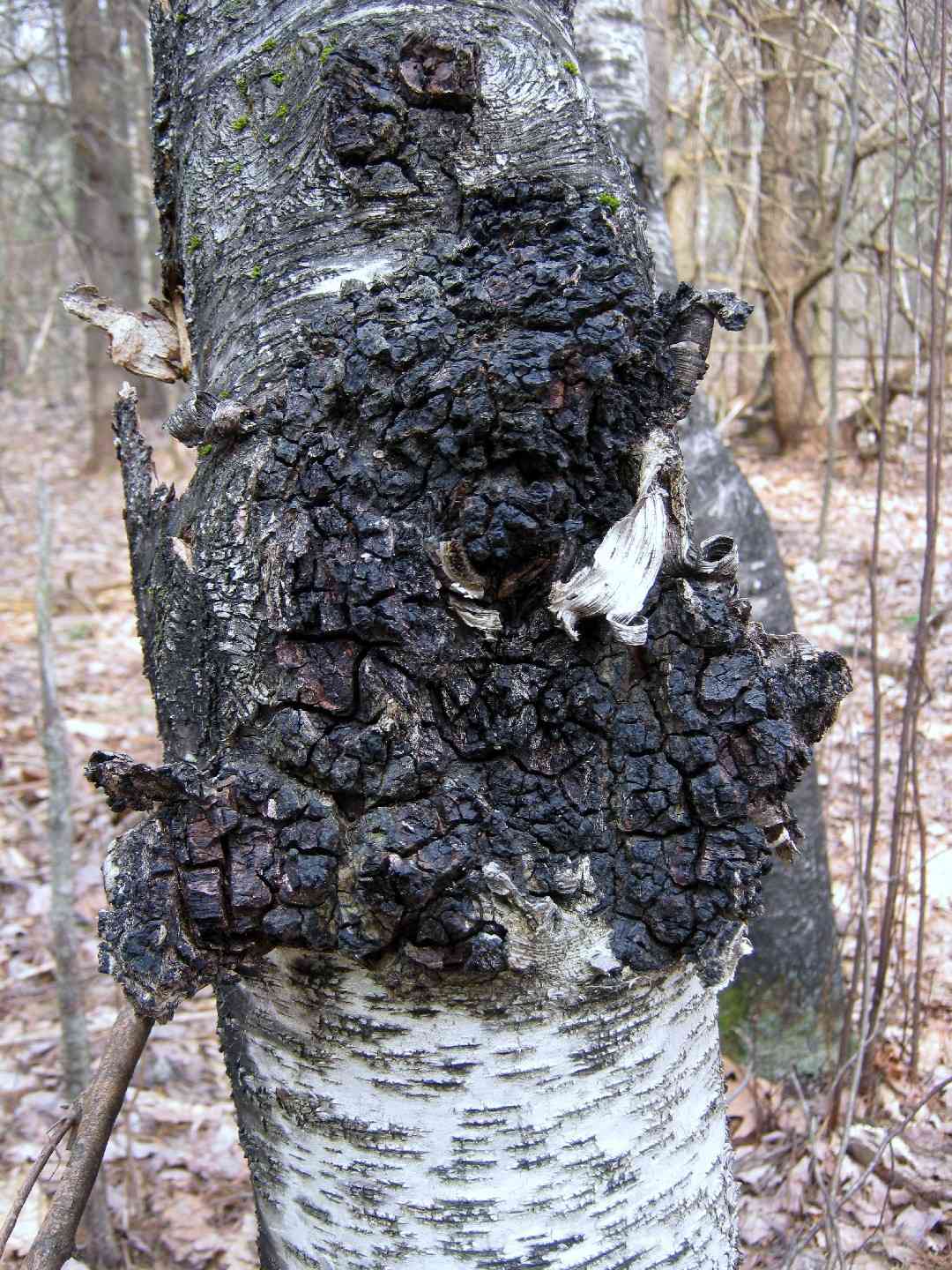 Chaga (Inonotus obliquus) thumbnail 1