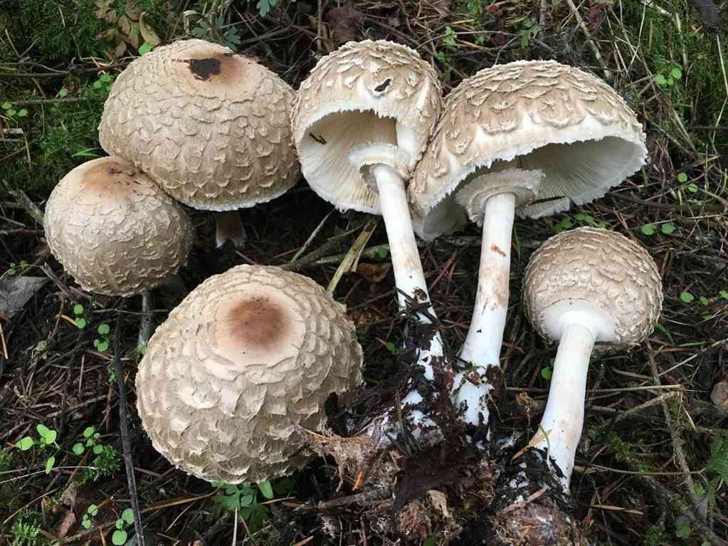 Olive shaggy parasol (Chlorophyllum olivieri) thumbnail 1
