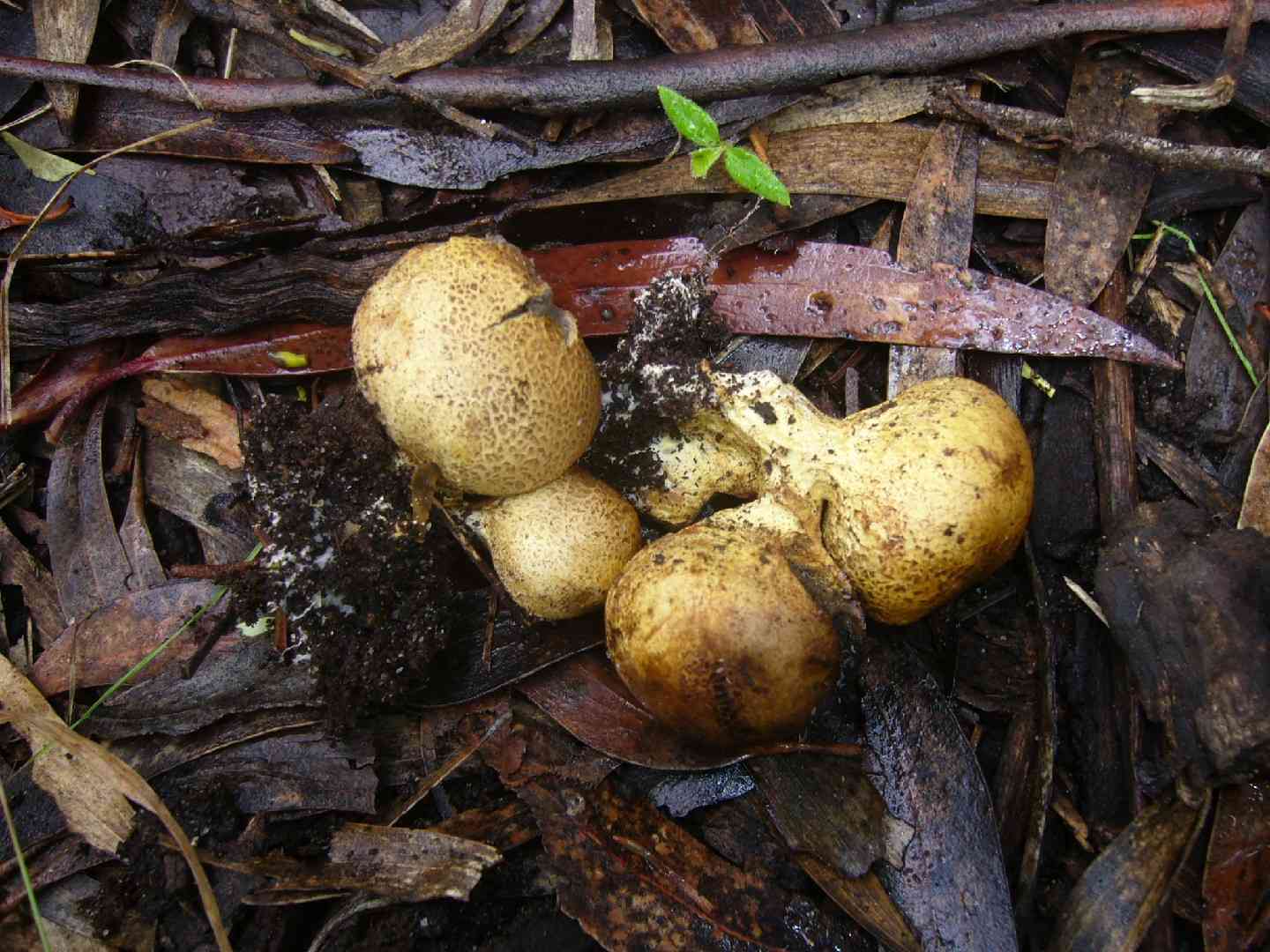 Onion earthball (Scleroderma cepa) thumbnail 3