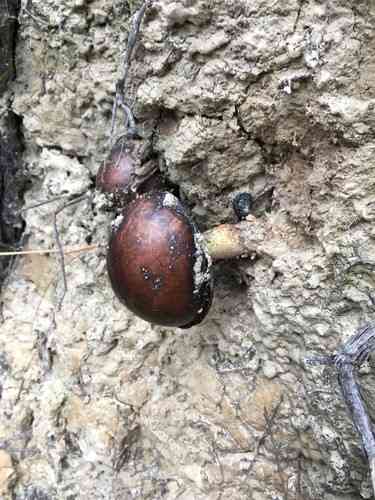 Wine cap stropharia (Stropharia rugosoannulata) thumbnail 3