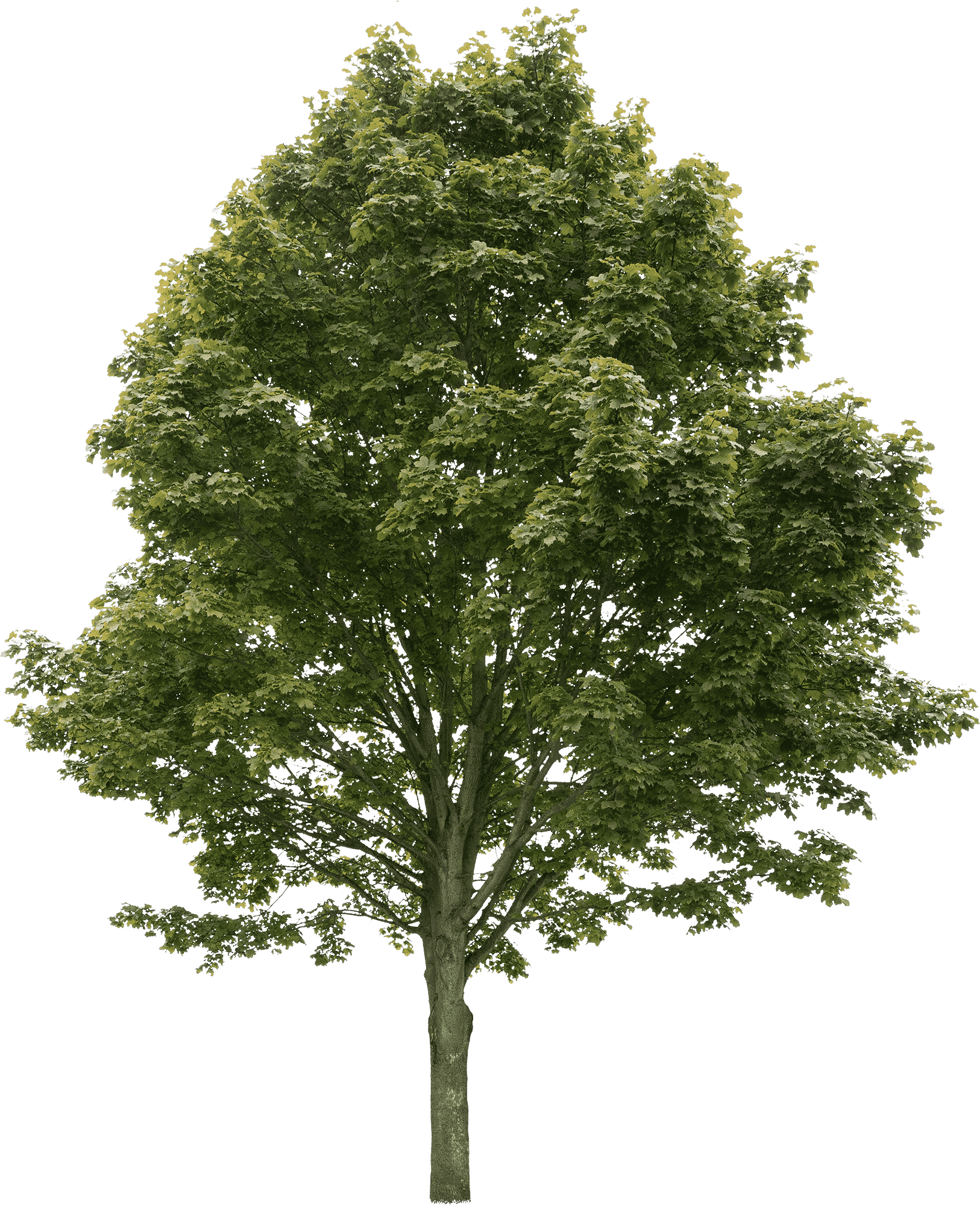 Norway maple