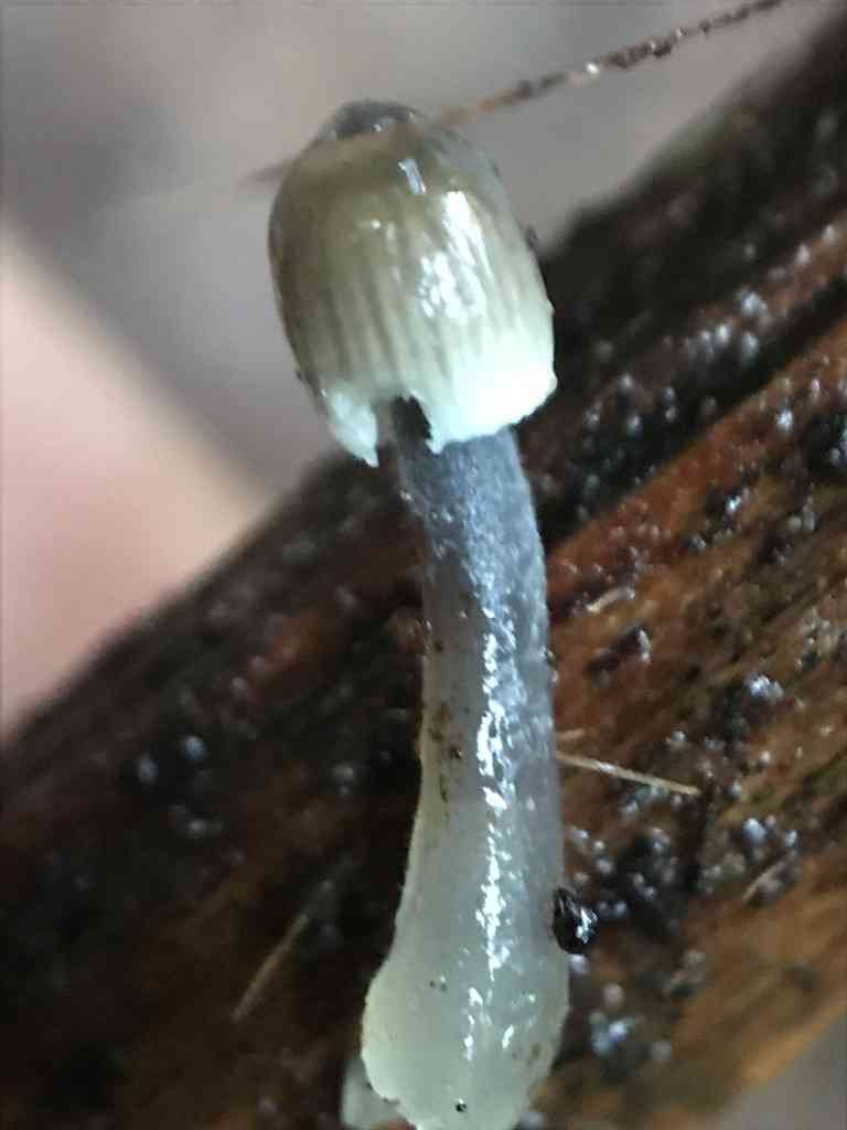 Nitrous bonnet (Mycena leptocephala) thumbnail 3