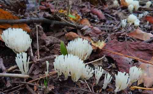 White coral (Ramariopsis kunzei) thumbnail 2