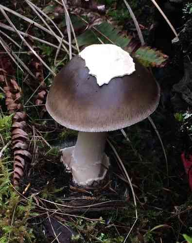 Grisette (Amanita vaginata) thumbnail 2