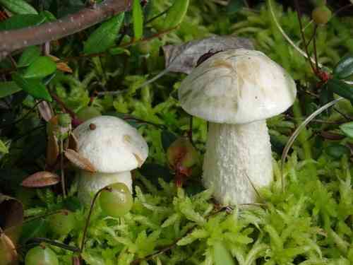 White birch bolete (Leccinum holopus) thumbnail 2