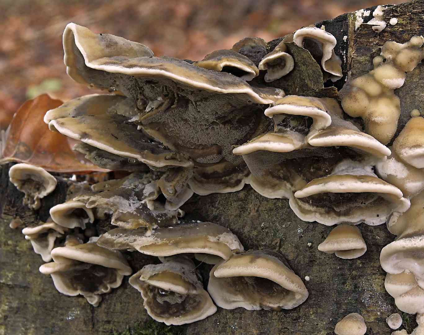 Smoky polypore