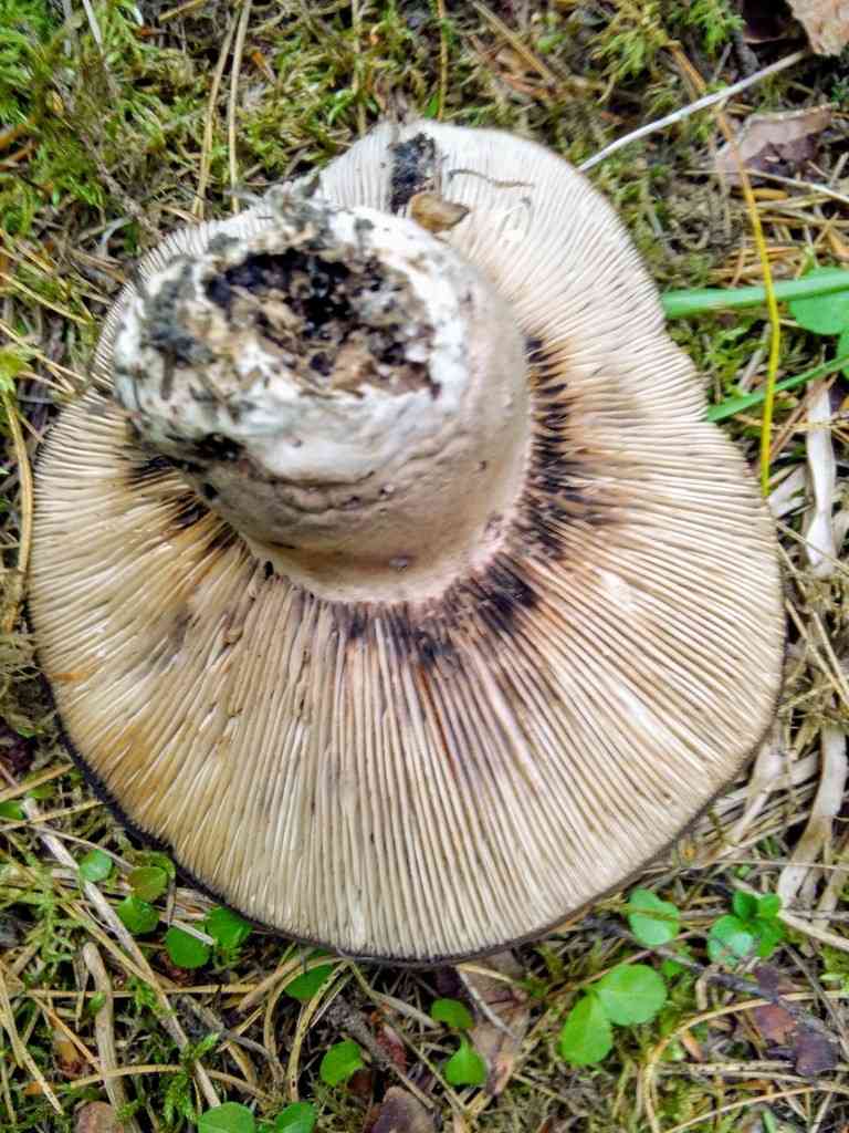 Menthol brittlegill (Russula albonigra) thumbnail 2