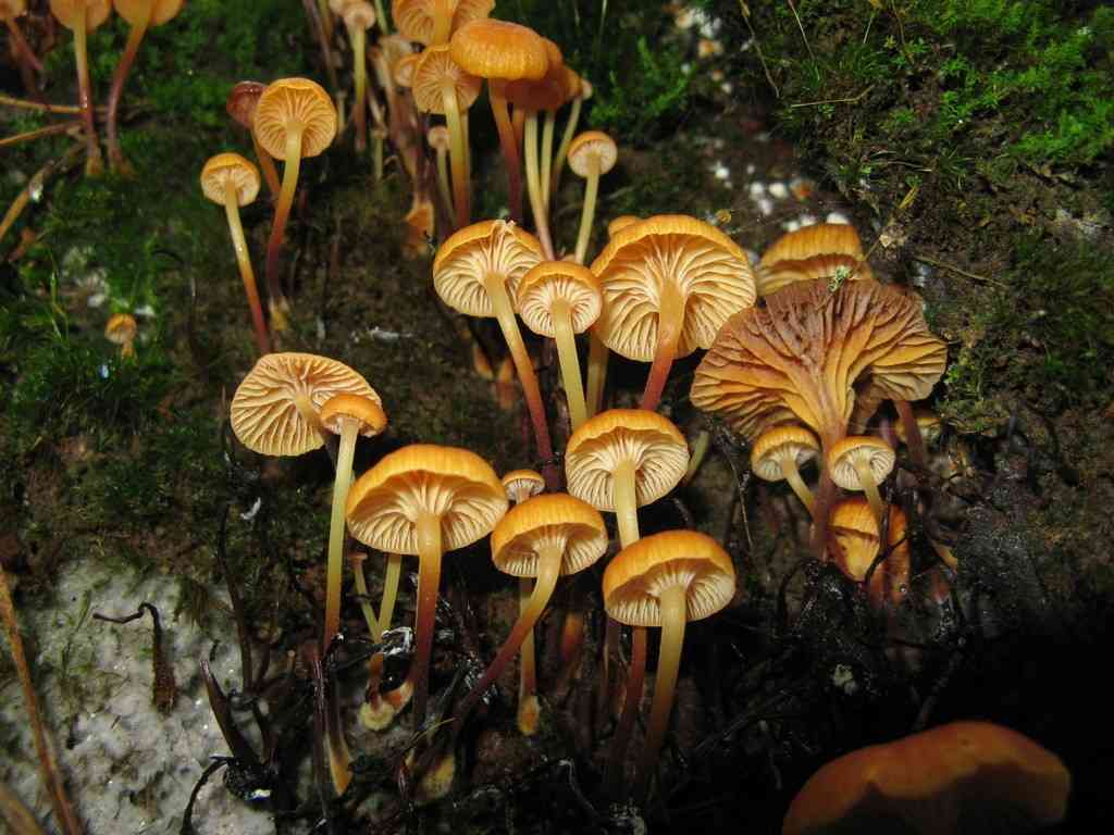 Xeromphalina kauffmanii (Xeromphalina kauffmanii) thumbnail 2