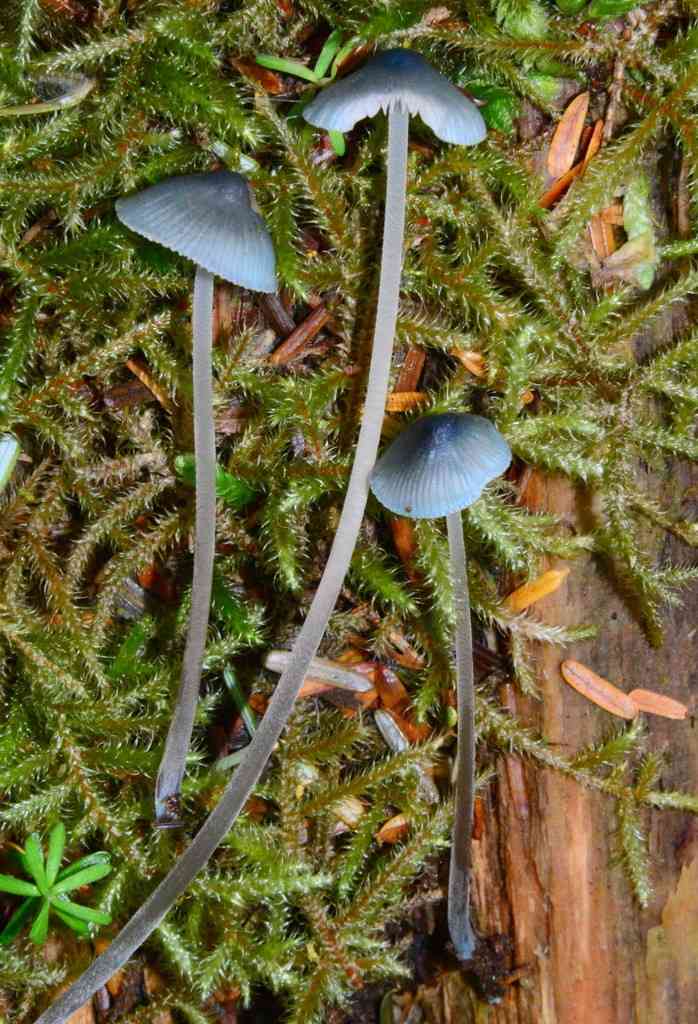 Coldfoot bonnet (Mycena amicta) thumbnail 3