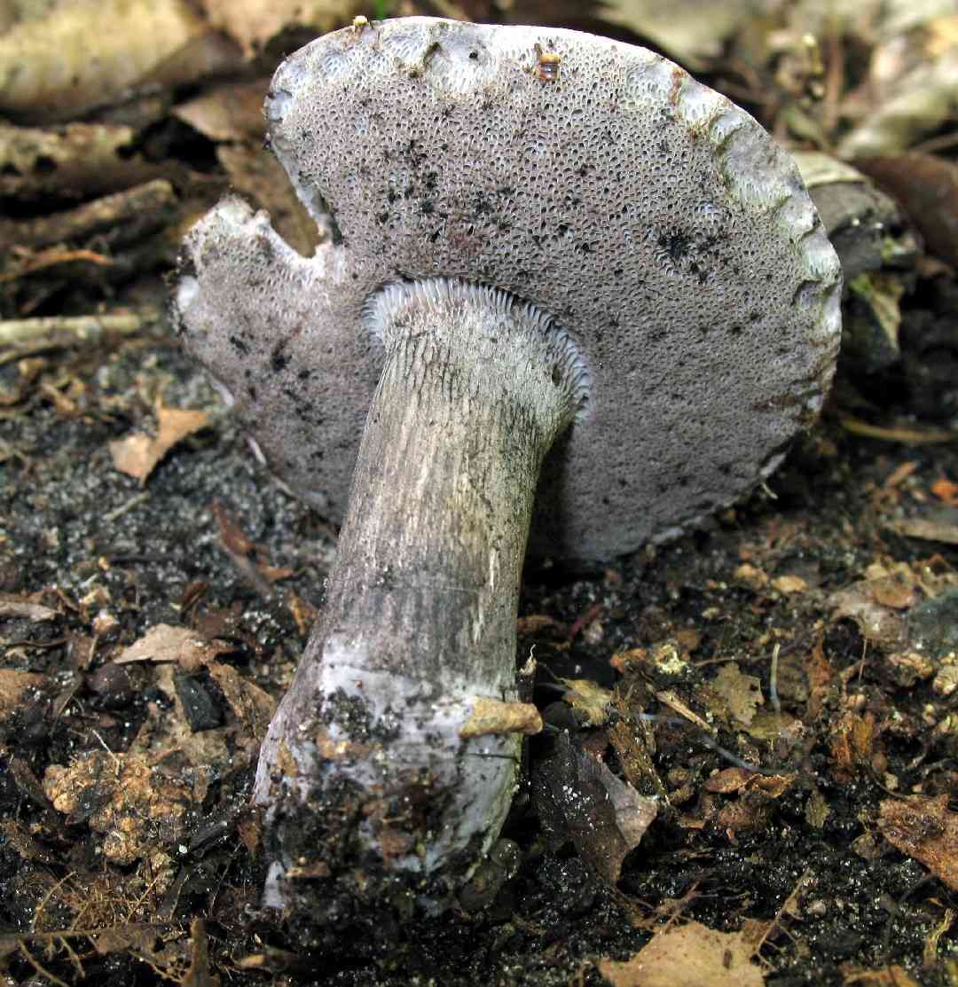 Grayflesh tylopilus (Tylopilus griseocarneus) thumbnail 2