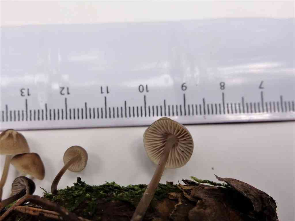 Mycena plumipes (Mycena plumipes) thumbnail 3