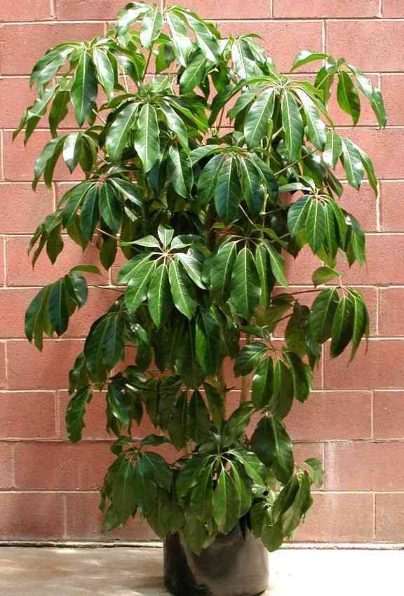 Octopus tree