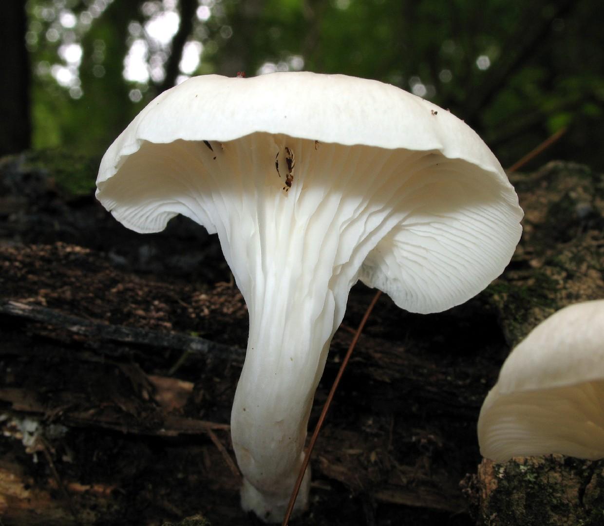 Lung oyster thumbnail 2