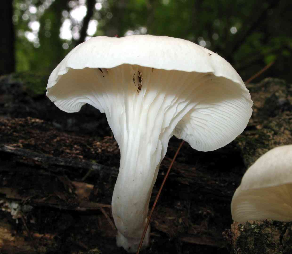 Lung oyster (Pleurotus pulmonarius) thumbnail 2