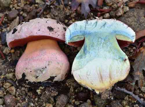 Satan's bolete (Rubroboletus eastwoodiae) thumbnail 3