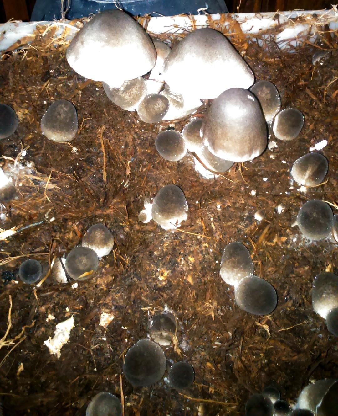 Paddy straw mushroom thumbnail 3