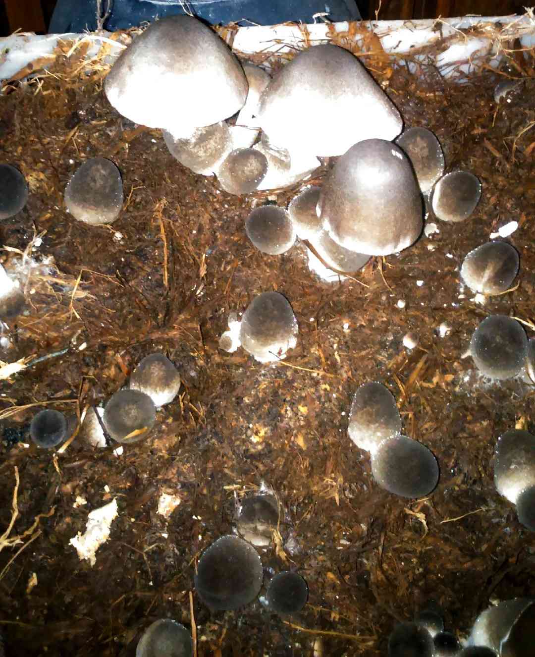 Paddy straw mushroom (Volvariella volvacea) thumbnail 3