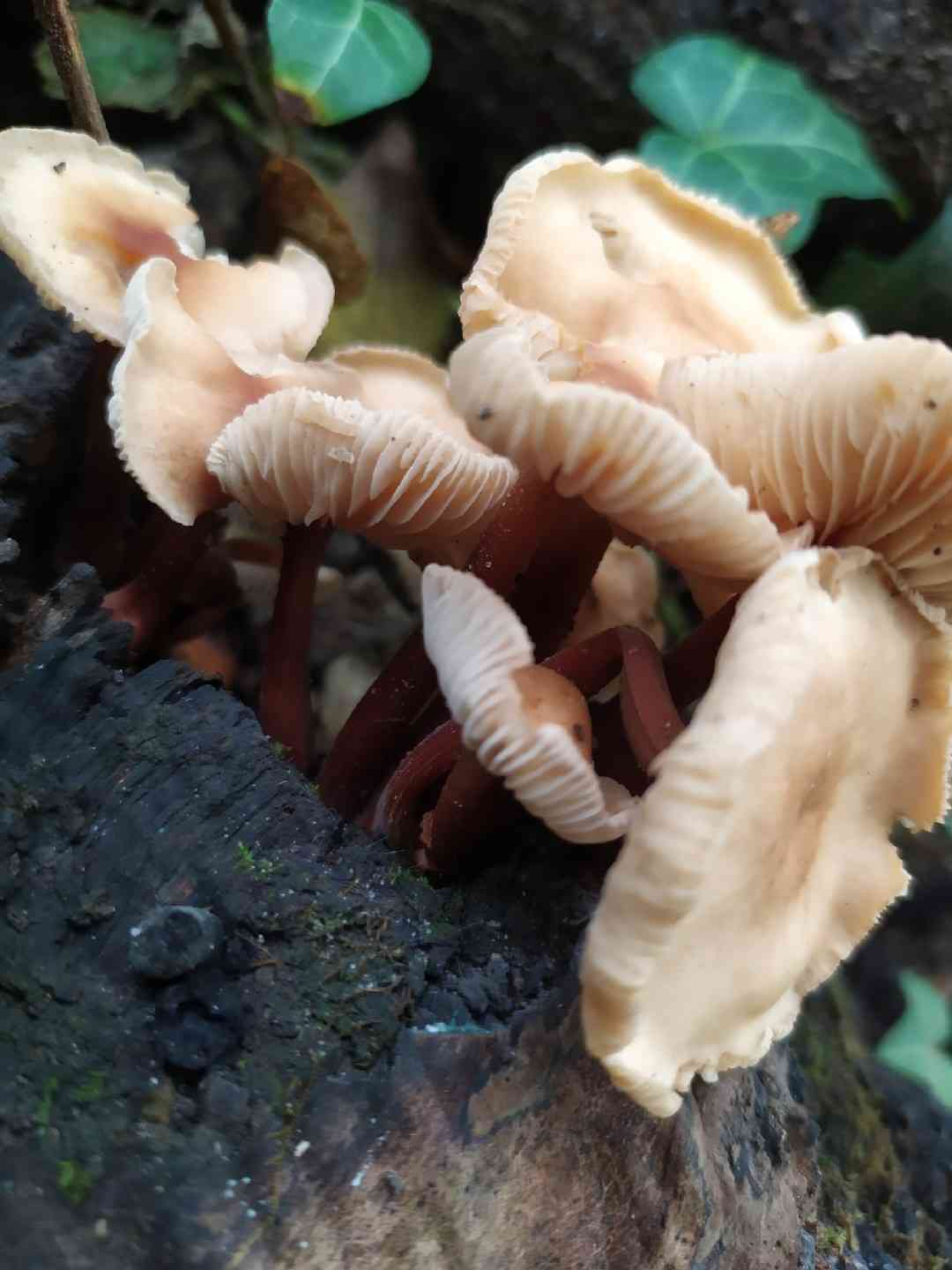 Redleg toughshank (Gymnopus erythropus) thumbnail 2
