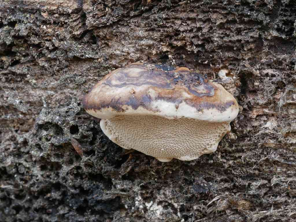 Perenniporia ohiensis (Perenniporia ohiensis) thumbnail 2