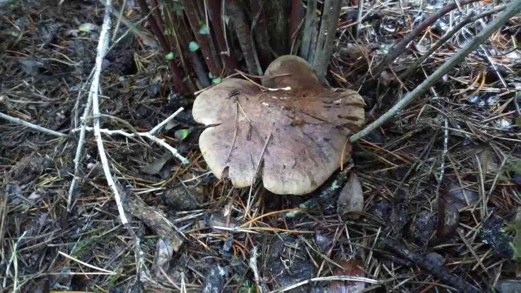 Matt knight (Tricholoma imbricatum) thumbnail 3