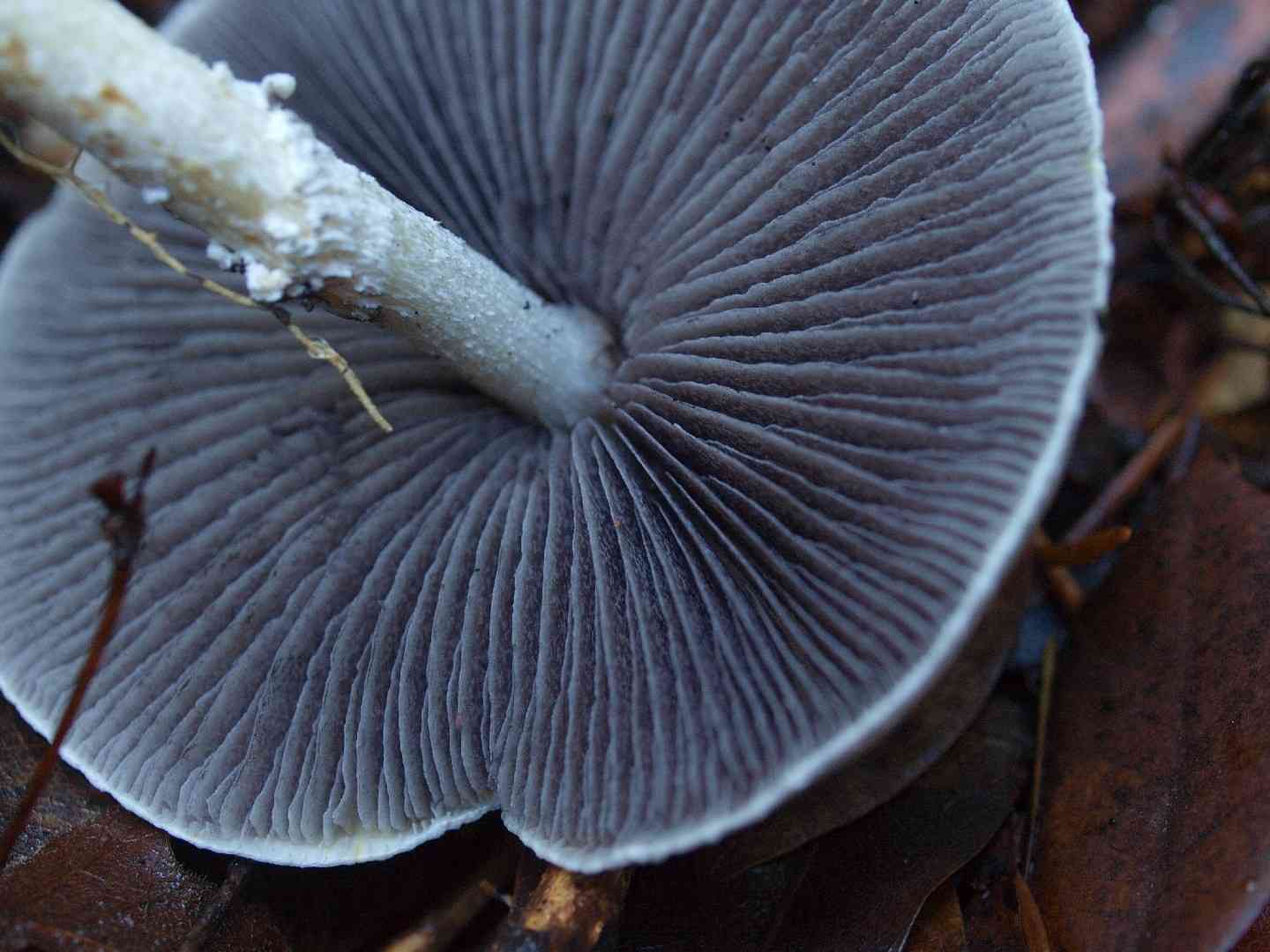 Peppery roundhead (Stropharia pseudocyanea) thumbnail 2