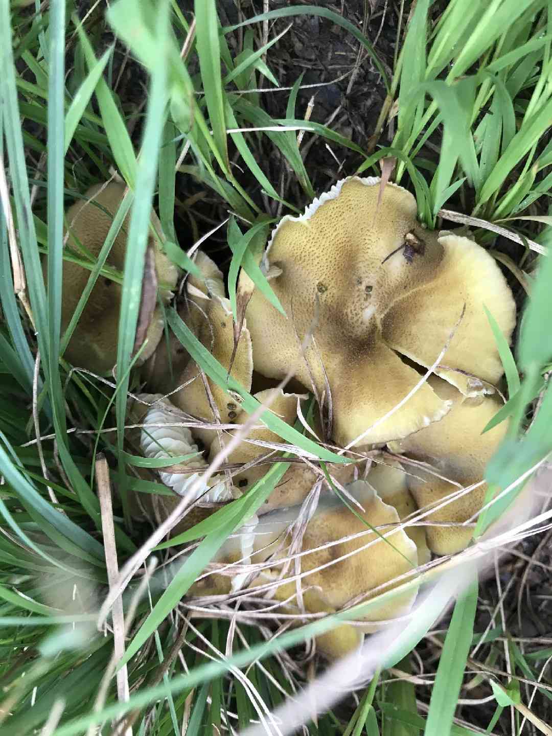 Hygrocybe caespitosa (Hygrocybe caespitosa) thumbnail 2